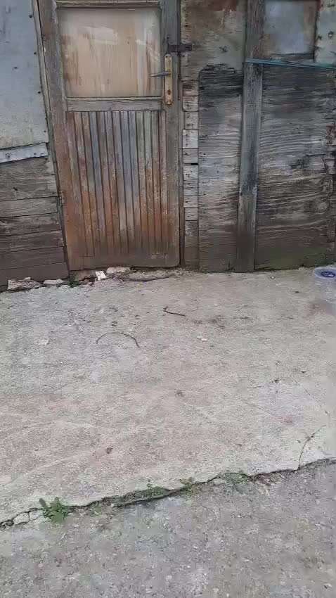 Wie kann man den Hunden im Ausland helfen ?  Stichwort Adoption !-Beitrag-Bild