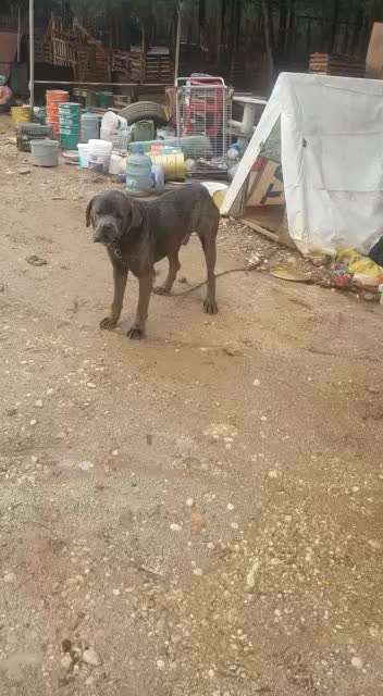 Tierschutzhunde suchen ein Zuhause-Beitrag-Bild