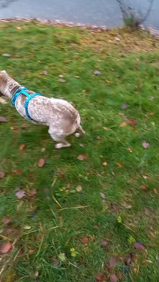 Tierschutzhunde suchen ein Zuhause-Beitrag-Bild