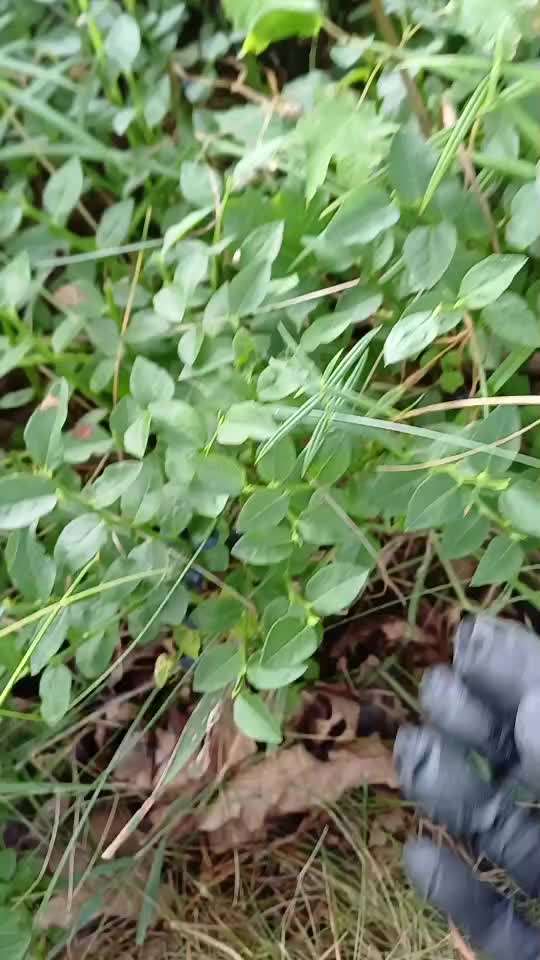 58.Impulskontrollchallenge " Geduld haben !"-Beitrag-Bild