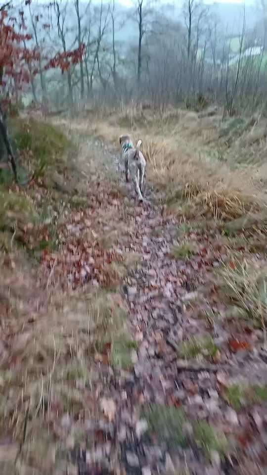 Impulskontrollübung Nr 69 : Ich achte auf Dich !-Beitrag-Bild