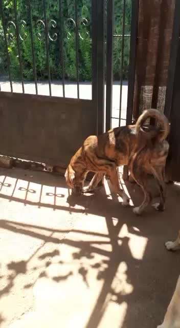 Tierschutzhunde suchen ein Zuhause-Beitrag-Bild