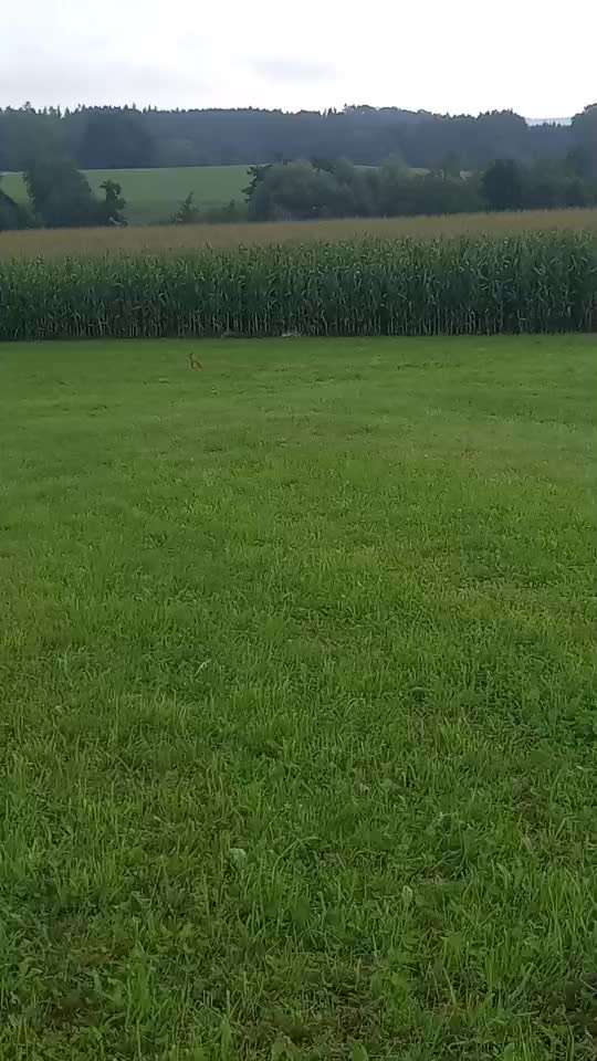 57. Impulskontrollchallenge (Zweiter Anlauf): Tiere beobachten-Beitrag-Bild