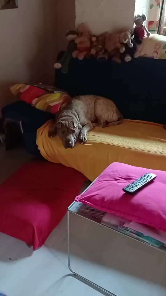 74. Gemeinsame Impulskontrollübung: Gassi ohne Hund-Beitrag-Bild
