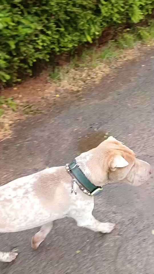 53. Impulskontroll übung- Bewegungsreize-Beitrag-Bild