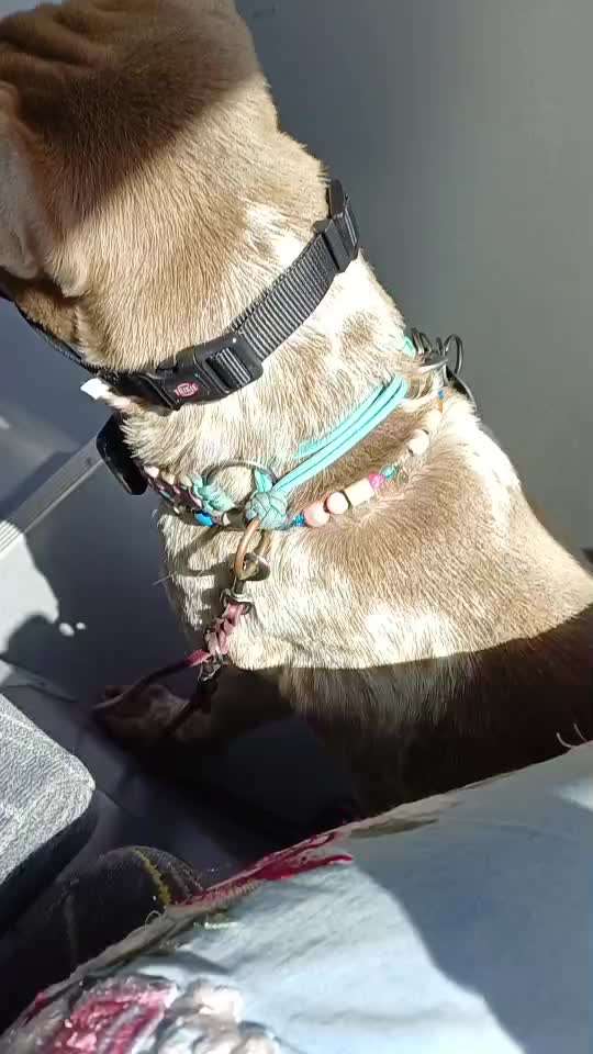 Sei kein Dummi nimm ein Gu....Giftköderschutz-Beitrag-Bild