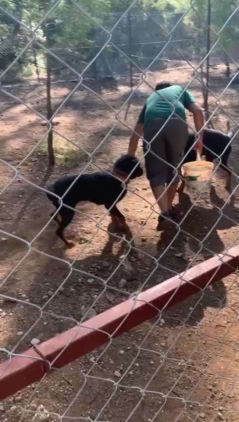 Tierschutzhunde suchen ein Zuhause-Beitrag-Bild
