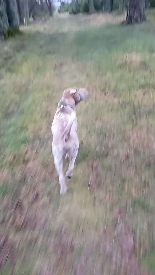 Leinenpflicht – nervige Einschränkung oder sinnvoller Schutz?-Beitrag-Bild