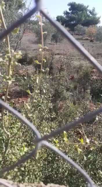 Tierschutzhunde suchen ein Zuhause-Beitrag-Bild