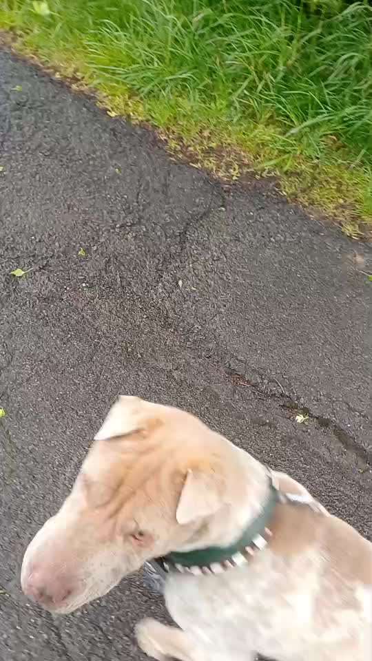 53. Impulskontroll übung- Bewegungsreize-Beitrag-Bild