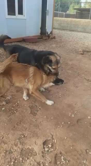 Tierschutzhunde suchen ein Zuhause-Beitrag-Bild