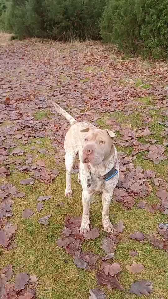 82. Trickspiel : Bleib!-Beitrag-Bild