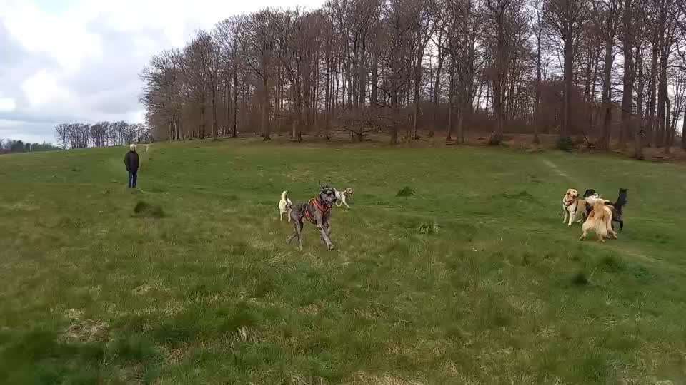 Keine Spielwiese, keine Welpengruppen nur feste Hundefreunde-Beitrag-Bild