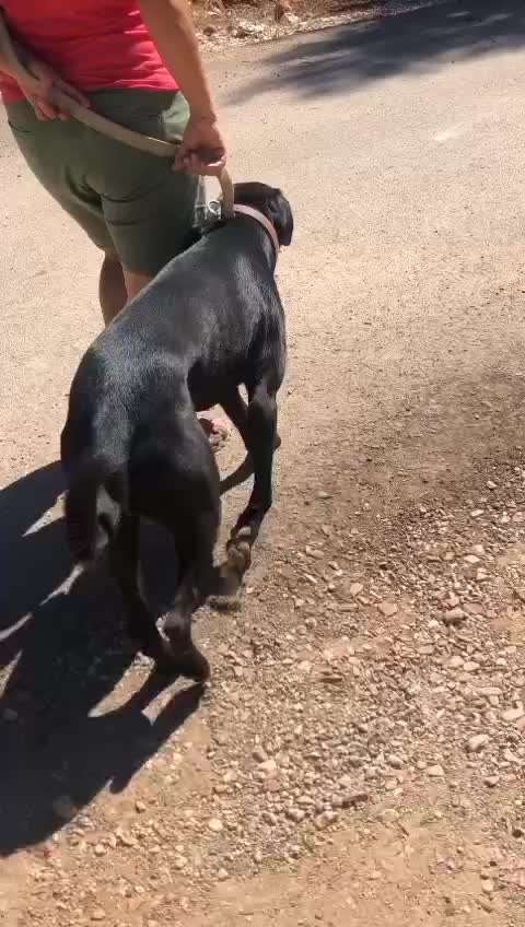 Tierschutzhunde suchen ein Zuhause-Beitrag-Bild