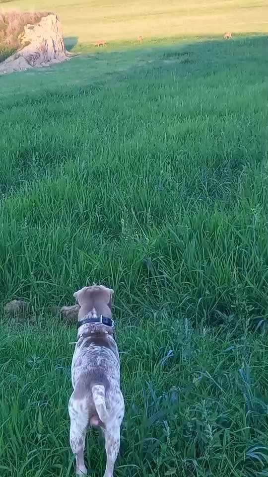 Impulskontrolle Challenge Nr 20: Jagdreiz/Bewegungsreiz aushalten-Beitrag-Bild