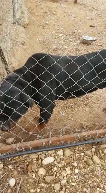 Tierschutzhunde suchen ein Zuhause-Beitrag-Bild