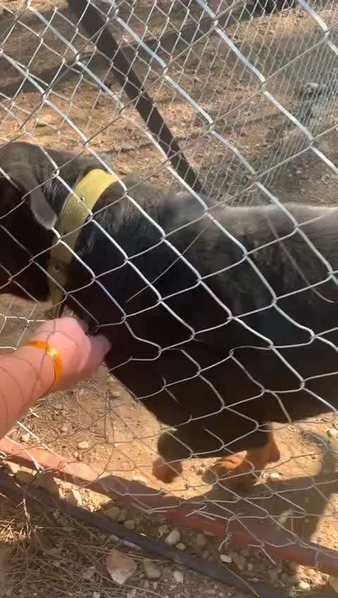 Tierschutzhunde suchen ein Zuhause-Beitrag-Bild