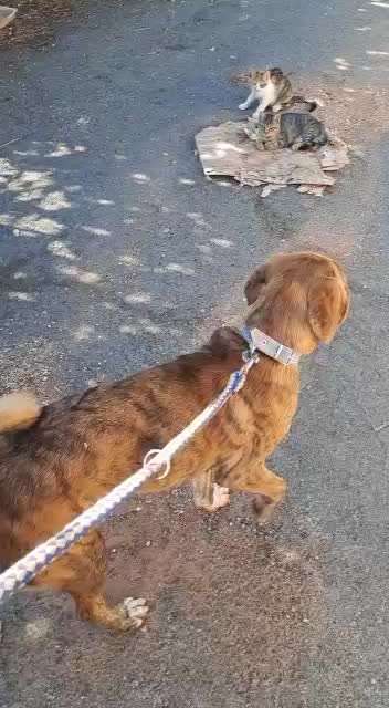 Tierschutzhunde suchen ein Zuhause-Beitrag-Bild