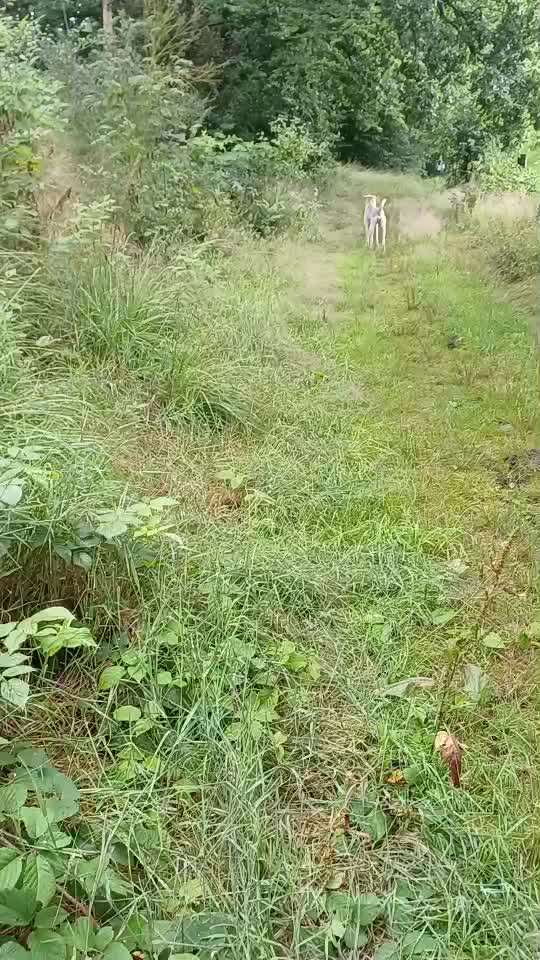 58.Impulskontrollchallenge " Geduld haben !"-Beitrag-Bild