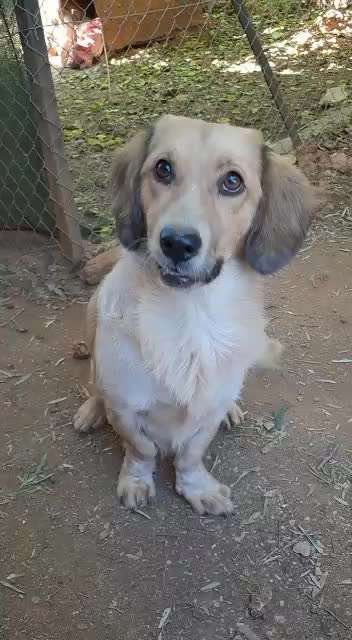 Tierschutzhunde suchen ein Zuhause-Beitrag-Bild