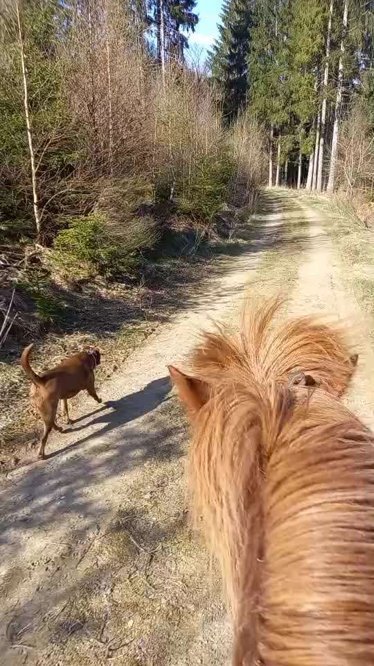 Leinenpflicht während Brut und Setzzeit-Beitrag-Bild