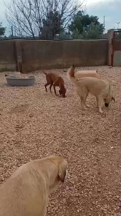 Wie kann man den Hunden im Ausland helfen ?  Stichwort Adoption !-Beitrag-Bild