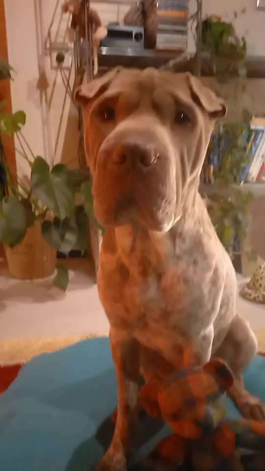 Gemeinsame Impulskontrolle Übung 22 !   GIB ES MIR BITTE ZURÜCK !-Beitrag-Bild