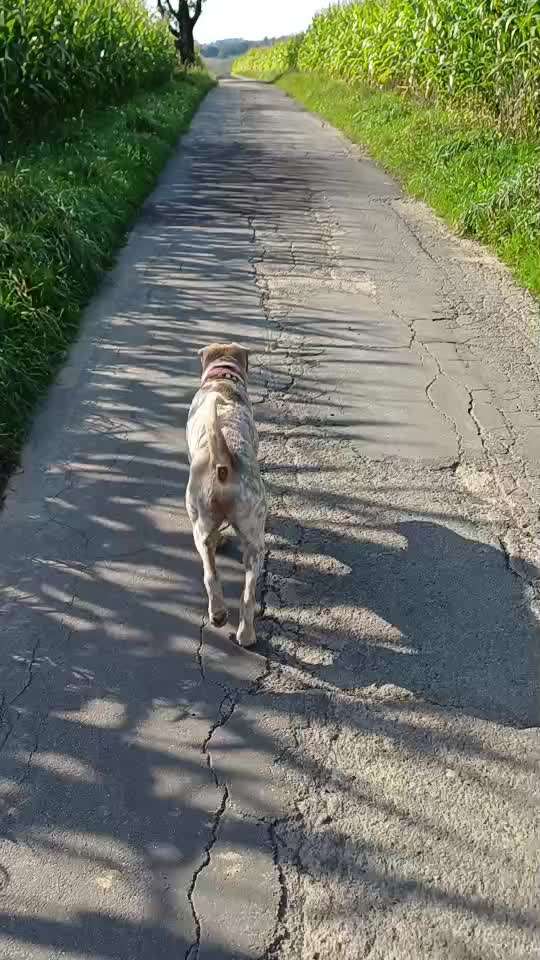 Gangbild/-analyse-Beitrag-Bild