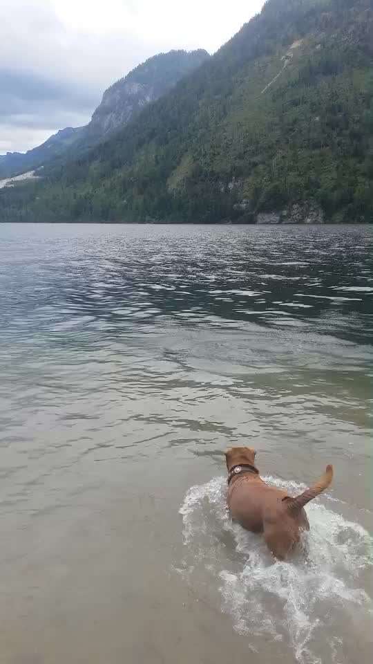 Video Challenge Nr.6
Auf den Spuren der Freiheit🐾🐾-Beitrag-Bild