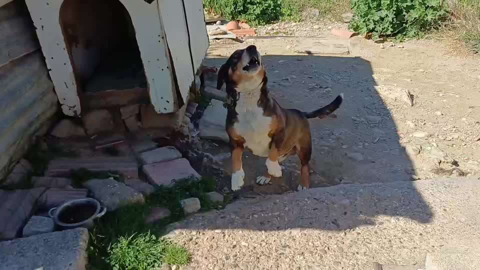 Wie kann man den Hunden im Ausland helfen ?  Stichwort Adoption !-Beitrag-Bild