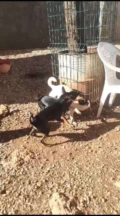 Tierschutzhunde suchen ein Zuhause-Beitrag-Bild