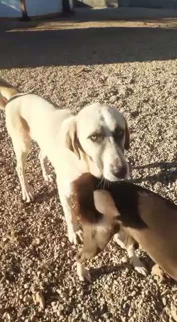 Tierschutzhunde suchen ein Zuhause-Beitrag-Bild