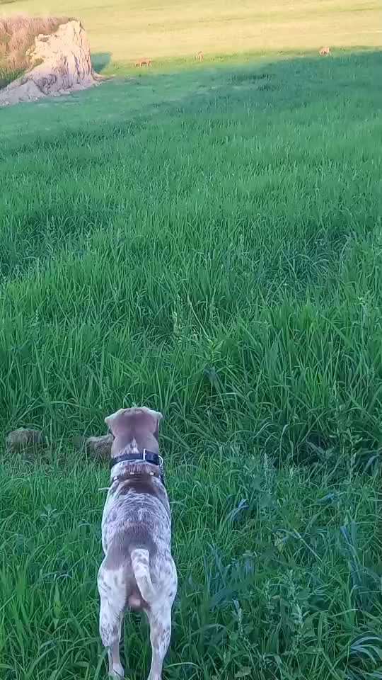 57. Impulskontrollchallenge (Zweiter Anlauf): Tiere beobachten-Beitrag-Bild