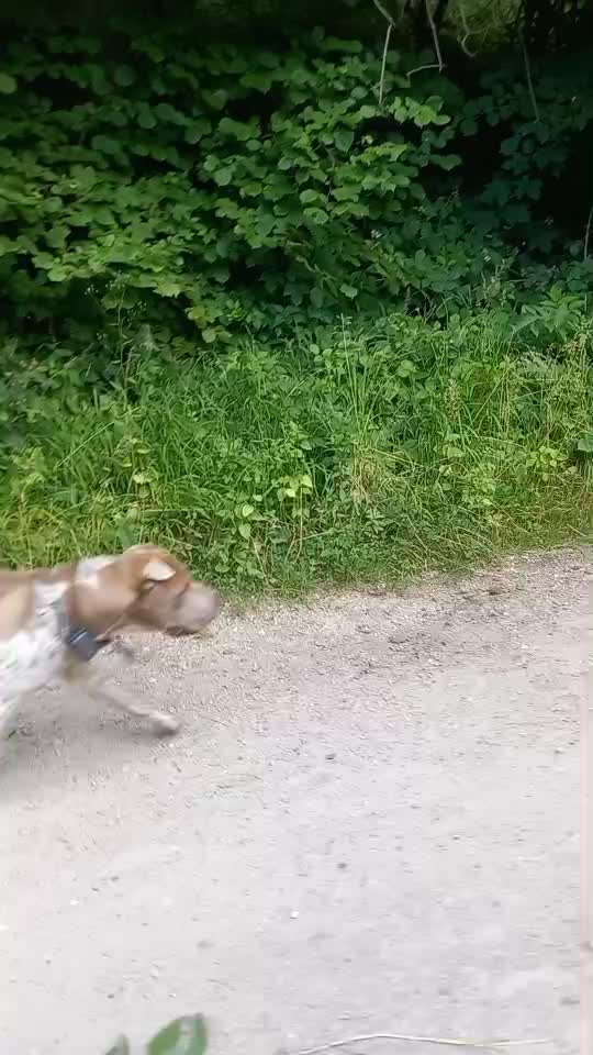 Radfahren mit Hund-Beitrag-Bild