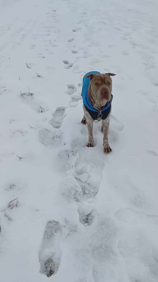 Impulskontrollübung 67: Laufbilder mit dem Hund 📸-Beitrag-Bild