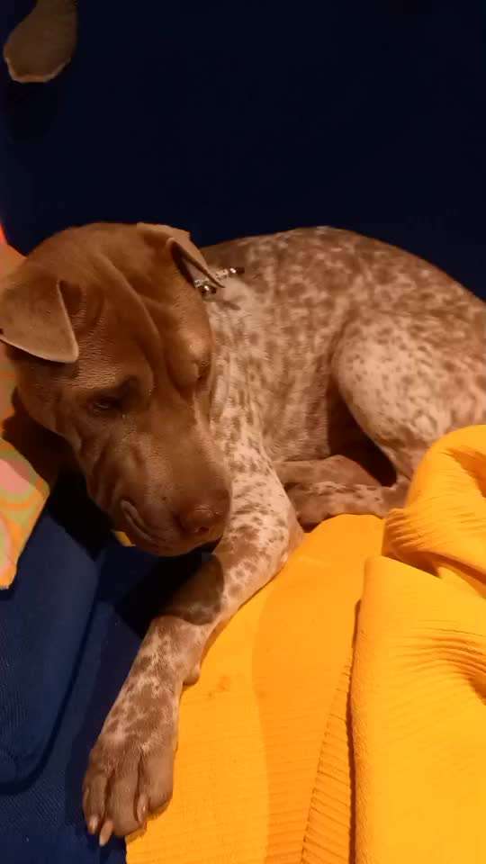 43. Impulskontrollchallenge: Decke deinen Hund zu und er muss liegenbleiben-Beitrag-Bild