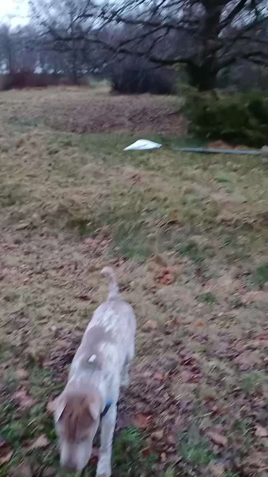 Leinenpflicht – nervige Einschränkung oder sinnvoller Schutz?-Beitrag-Bild