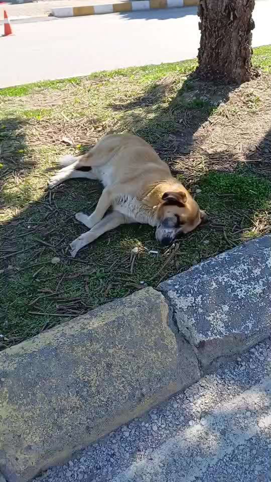 Wie kann man den Hunden im Ausland helfen ?  Stichwort Adoption !-Beitrag-Bild