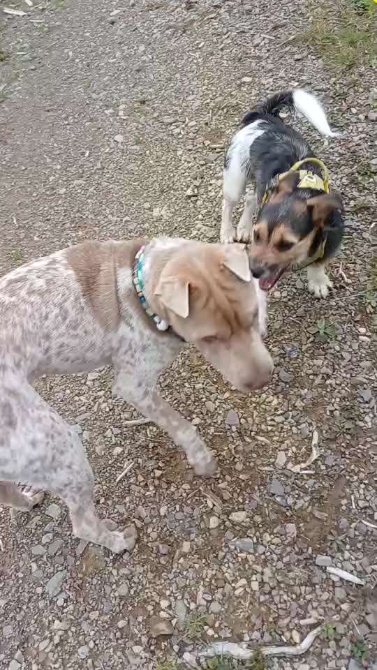 Wie optimal ist das Körpergewicht meines Hundes?-Beitrag-Bild