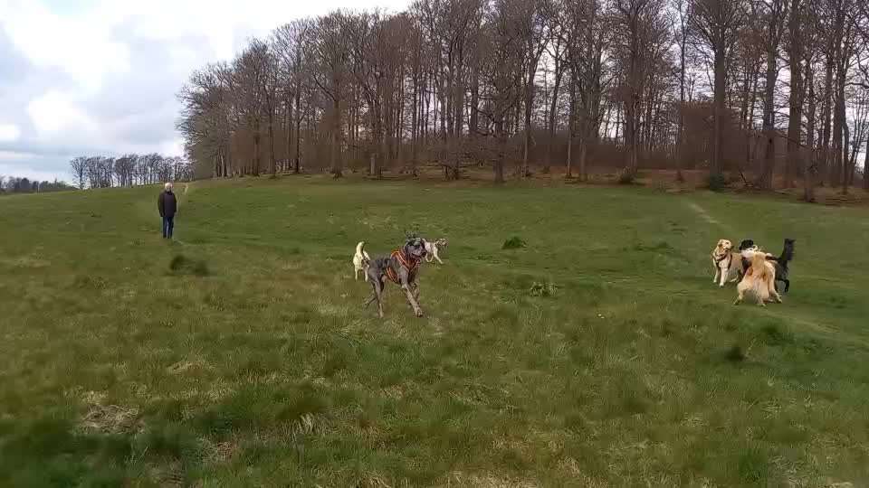 Mein Hund geht allen Artgenossen aus dem Weg-Beitrag-Bild