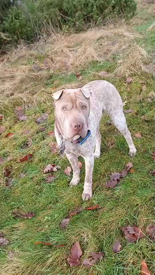 82. Trickspiel : Bleib!-Beitrag-Bild