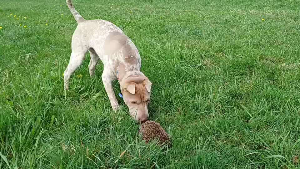 "Wege zur Freundschaft" (Ulli Reichmann)-Beitrag-Bild