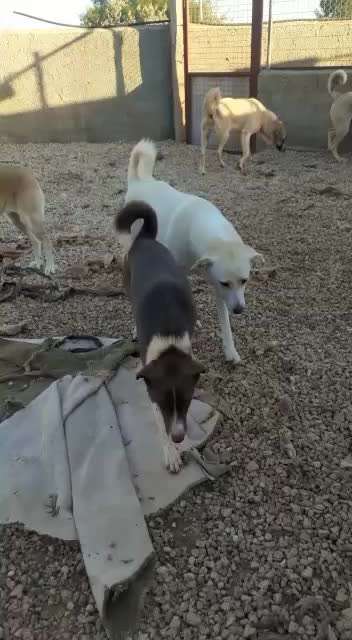 Tierschutzhunde suchen ein Zuhause-Beitrag-Bild