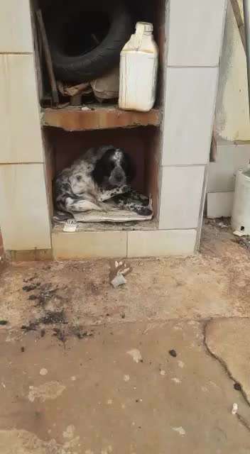 Tierschutzhunde suchen ein Zuhause-Beitrag-Bild