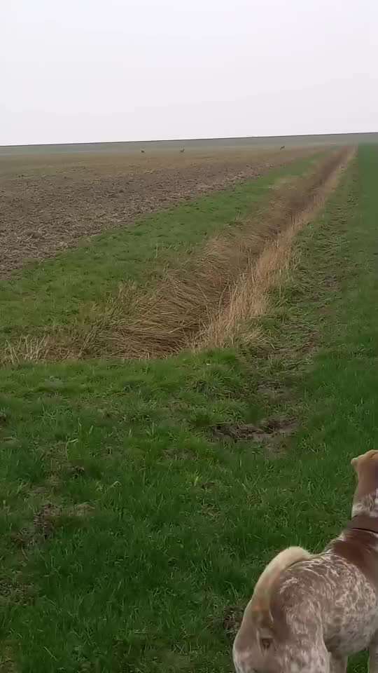 57. Impulskontrollchallenge (Zweiter Anlauf): Tiere beobachten-Beitrag-Bild