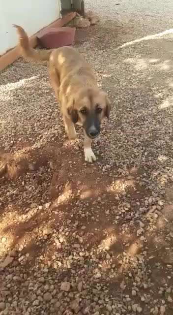 Tierschutzhunde suchen ein Zuhause-Beitrag-Bild