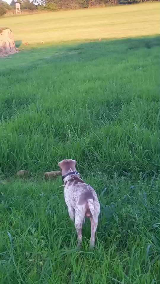 57. Impulskontrollchallenge (Zweiter Anlauf): Tiere beobachten-Beitrag-Bild