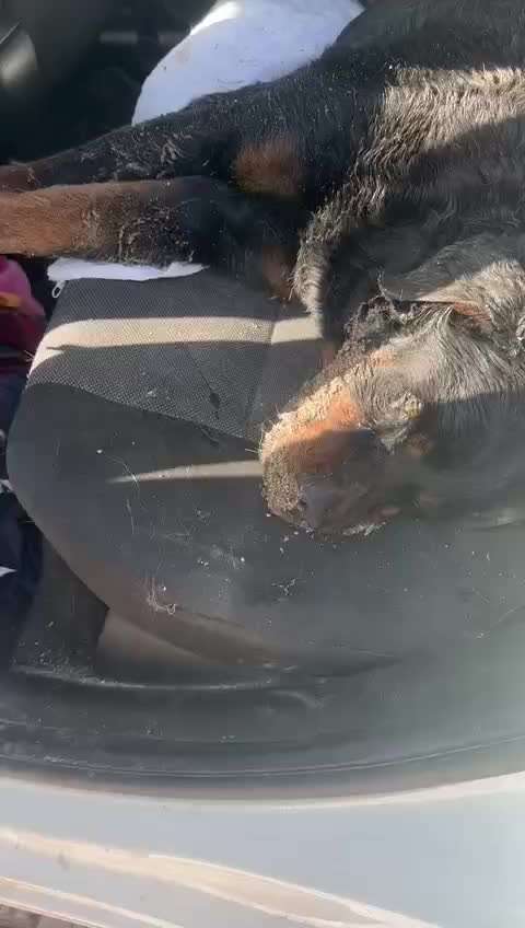 Warum lasst ihr kastrieren?-Beitrag-Bild