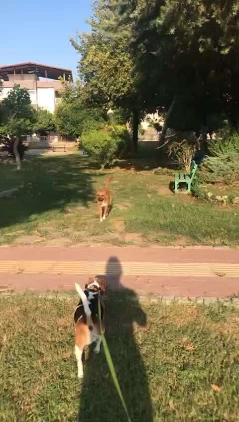 Tierschutzhunde suchen ein Zuhause-Beitrag-Bild