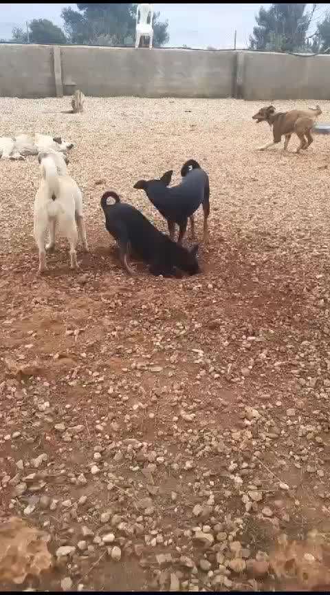 Tierschutzhunde suchen ein Zuhause-Beitrag-Bild